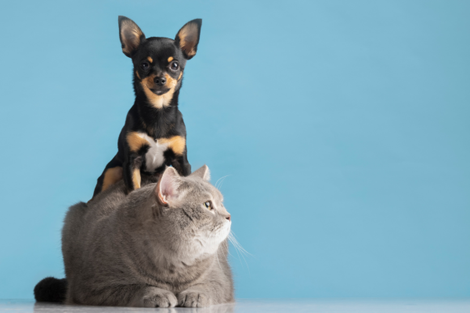 Brasil tem a terceira maior populao de animais de estimao do mundo (Crdito: Freepik)