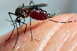 ltimo balano aponta que Brasil tem 2,96 milhes de casos provveis de dengue e 1.117 mortes confirmadas 