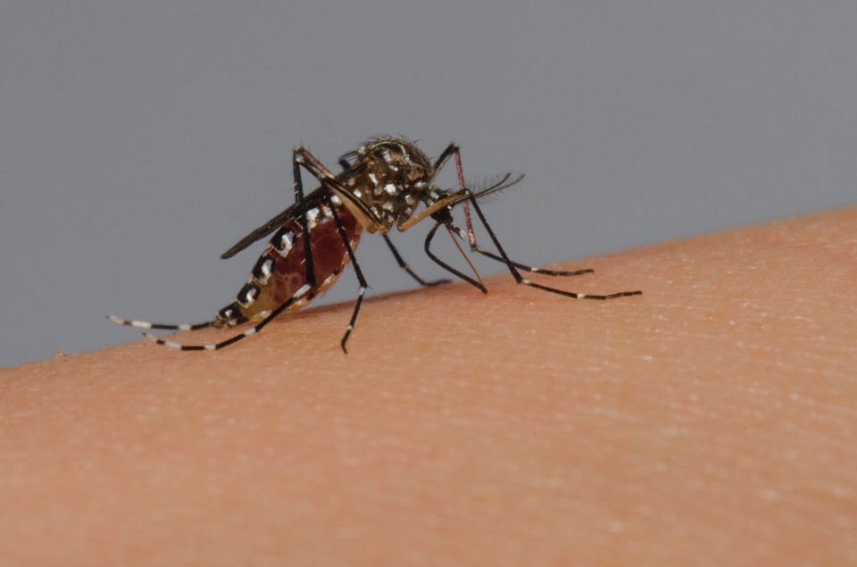 Aedes aegypti  transmissor de arboviroses (Foto: Fundao Oswaldo Cruz
)