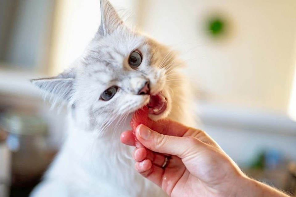 Certos alimentos podem ser ofertados aos pets, desde que com conscincia das necessidades naturais dos animais. - (crdito: Unsplahs/ Piotrmusio?)
