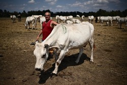 Morte de dezenas de vacas envenenadas na Itália pode ter sido causada pela seca (Foto: MARCO BERTORELLO / AFP
)