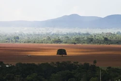 Em novembro, o Cerrado teve 571,61 quilmetros quadrados desmatados