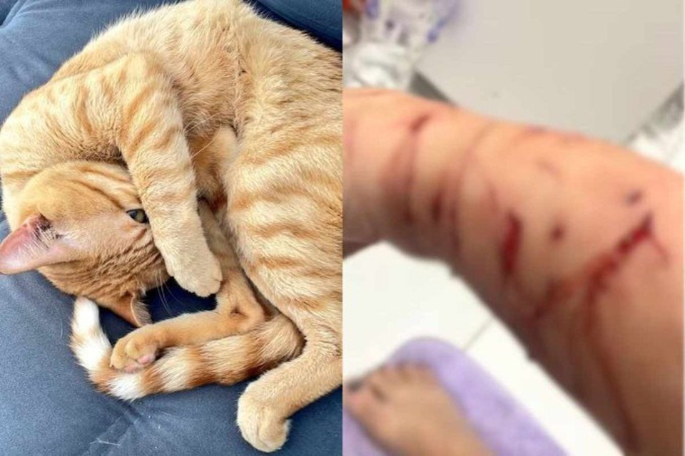 
Gato Thor teria se isolado na rea de servio aps atacar a tutora (foto: Reproduo/Internet)