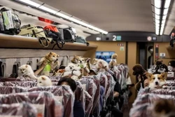 Cães ganham viagem especial sentados em um vagão de trem no Japão (crédito: Behrouz MEHRI / AFP)