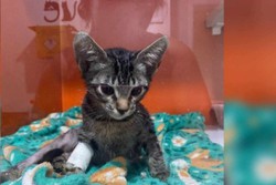 Psiclogo que fazia ''experimentos'' com gatos  indicado 16 vezes pela PCDF (foto: Divulgao/DRCA)