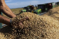 Para garantir arroz a preo justo, governo libera mais R$ 6,7 bi