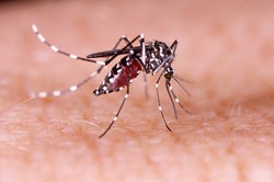 Mortes por dengue chegam a 1.937