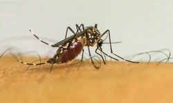 Brasil ultrapassa 5 milhes de casos de dengue em 2024 (foto: Frame EBC )