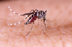OMS alerta que quase 4 bilhes de pessoas correm risco de infeco pelo Aedes (Foto: Freepik)