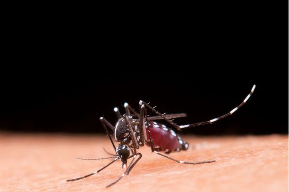 A maioria das pessoas com dengue no Brasil so mulheres (Crdito: Freepik)