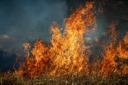 Incêndios florestais deixam 26 mortos na Argélia (Foto: Reprodução/Pixabay)