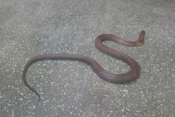 Butantan investiga sumio de filhote de cobra naja (foto: Reproduo/TV Globo)