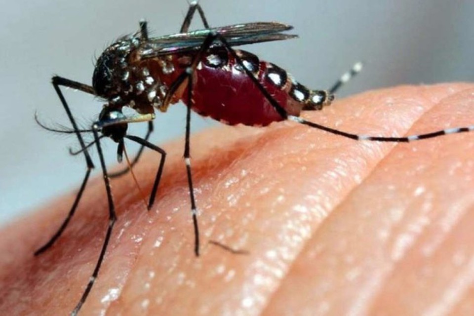ltimo balano aponta que Brasil tem 2,96 milhes de casos provveis de dengue e 1.117 mortes confirmadas  (foto: Fiocruz )
