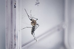 Aedes aegypti  transmissor de dengue, zika e chikungunya 