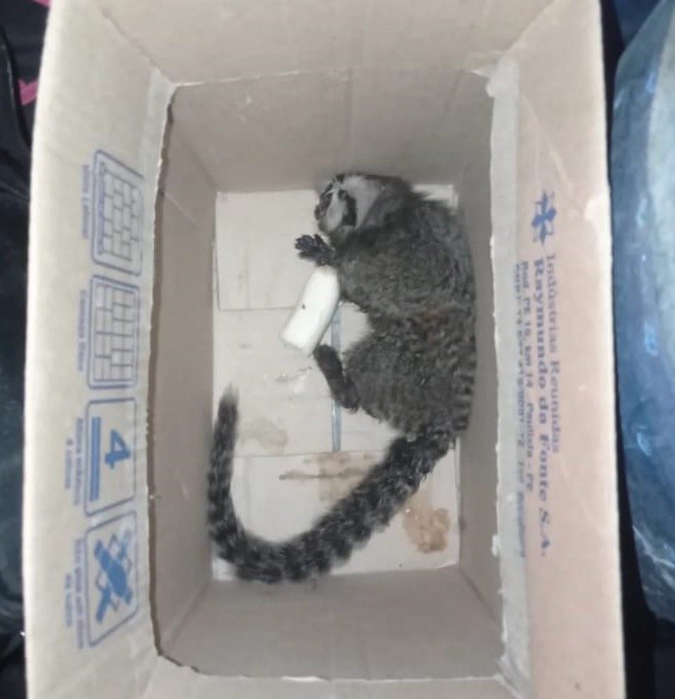Sagui ferido est em tratamento  (Foto: PM)