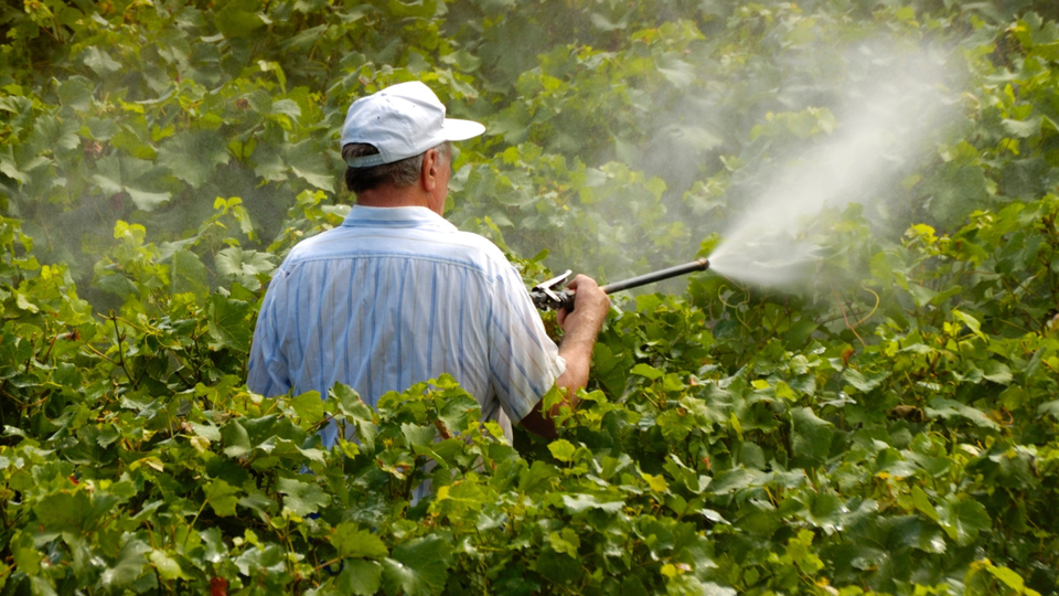 Somente neste anos 505 pesticidas foram aprovados (foto: iStock)