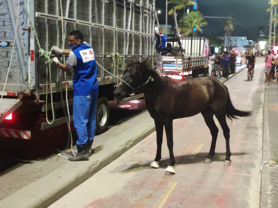 Cavalos e charretes foram apreendidos  (Foto: Prefeitura do Recife )