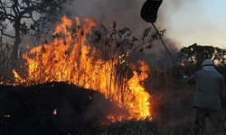 Ibama multa 242 pessoas por incndios criminosos em 2024 (foto: Arquivo/Valter Campanato/Agncia Brasil
)