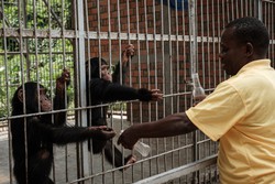 Chimpanzés têm capacidade excepcional de produzir vocalizações complexas (Foto: Yasuyoshi Chiba / AFP
)