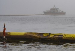 Balanço do derramamento de óleo no Peru: pássaros mortos e pescadores sem trabalho (Foto: CRIS BOURONCLE / AFP)