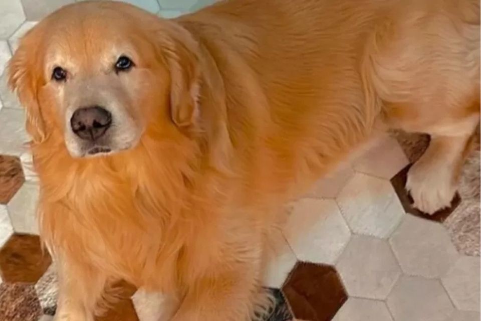 Cachorro Joca  (foto: Reprodução/Redes sociais  )