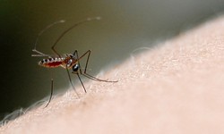 Pernambuco j soma quase 2 mil casos de dengue em 2024 (Foto: Fiocruz)