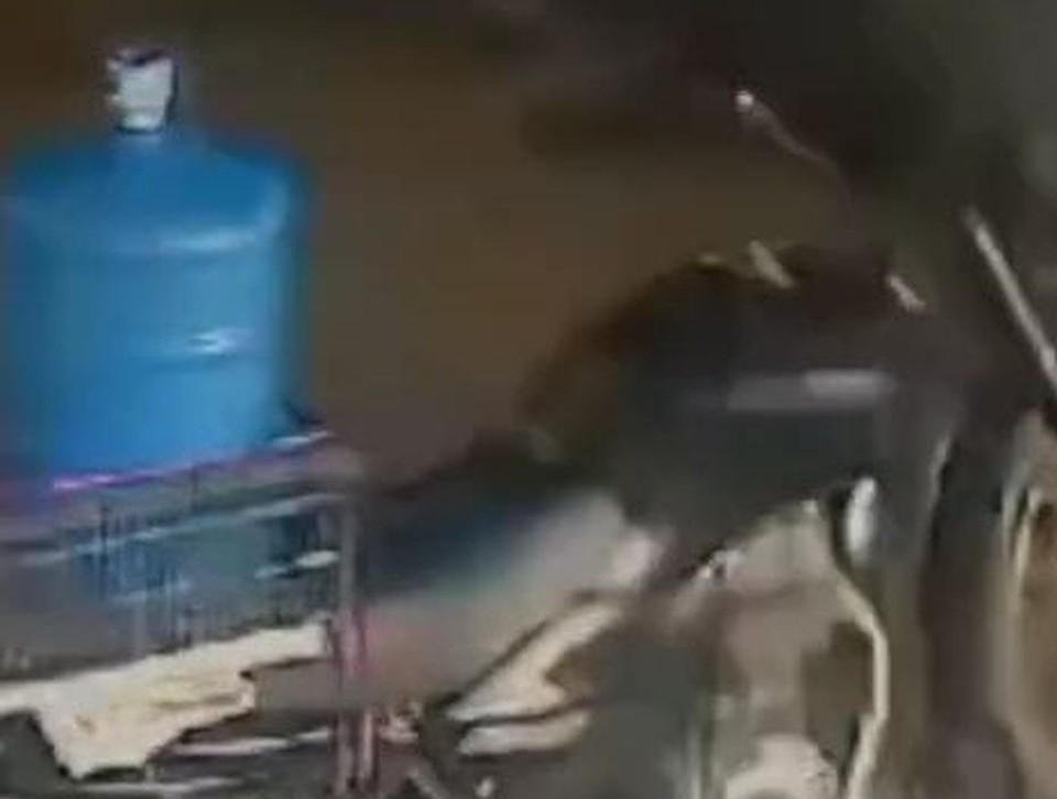 Um vdeo registrou o momento em que uma carreta tomba e esmaga uma motocicleta, em So Bento do Una, no Agreste do Estado  (Foto: Reproduo/Redes Sociais)