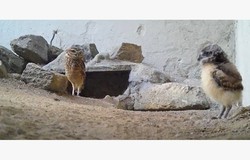  Filhote de coruja é nova atração do zoológico de Dois Irmãos  (Foto: Divulgação)