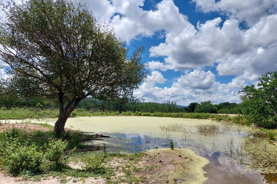 Caatinga  bioma existente no Nordeste  (Foto: Governo do Estado )