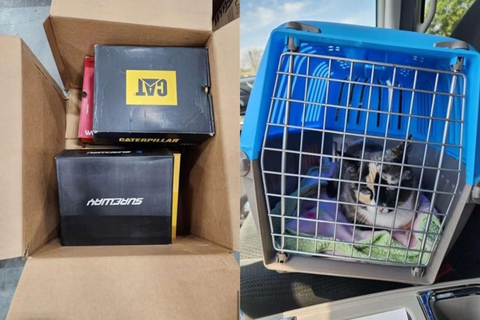 Aps seis dias sem comida e gua, a gata foi encontrada por uma funcionria do centro de distribuio de mercadorias, (Foto: Reproduo)