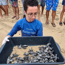 Filhotes de tartaruga-de-pente nascem no litoral de Paulista (PMP/Divulgação)