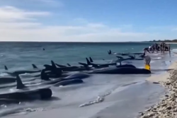 Austrlia: 160 baleias encalham e 29 morrem; veja os detalhes (Crdito: Redes Sociais / Reproduo)