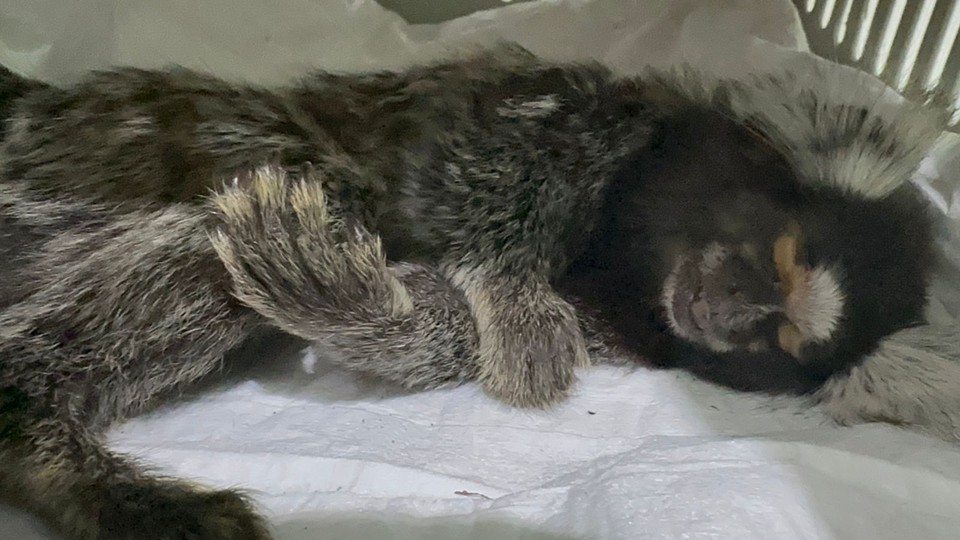 Sagui foi atendido por veterinria (Foto: Reproduo)