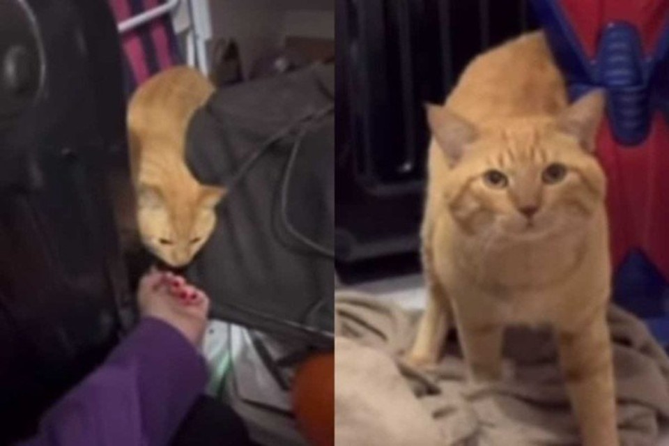 
Gato Thor foi examinado por uma mdica veterinria especialista em felinos (foto: Reproduo/Redes sociais/Globo)
