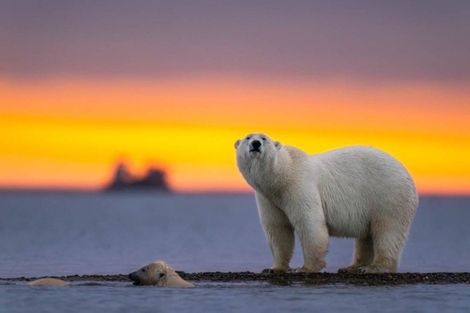 Urso polar  uma das espcies ameaadas de extino  (foto: Freepik )