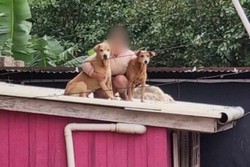 RS: Protetora se recusa a sair de telhado sem seus 33 animais resgatados (foto: Reproduo/Instagram)