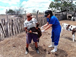 Pernambuco antecipa campanha de vacinao contra a febre aftosa (Foto: Divulgao)