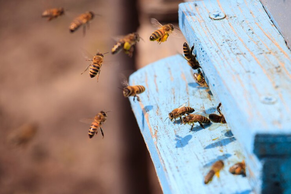 Picadas de abelhas podem ser fatais (Foto: Freepik)