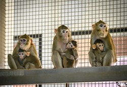 Quatro macacos de laboratório escapam após acidente nos EUA (Foto: MLADEN ANTONOV / AFP)