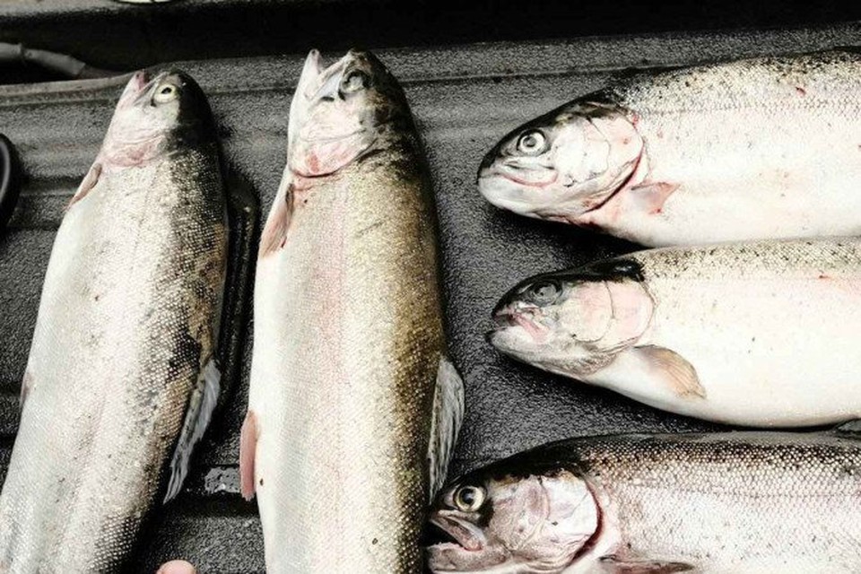 Especialista listou o que se deve observar na hora de comprar um pescado (foto: Unsplash/ Patrick Boucher)