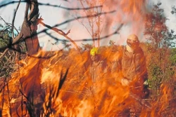 Incêndios consomem cerrado e Amazônia, mostra Inpe (crédito: Ed Alves/CB/D.A Press)