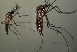 

Inseto transmissor de doenas como dengue e zika: ttica de resistncia preserva o material gentico