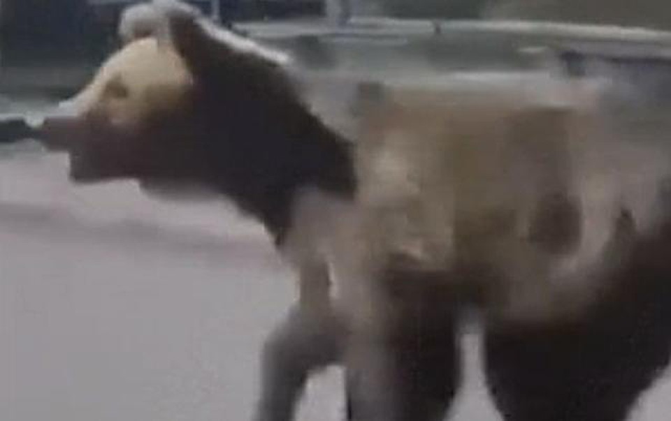 O urso passou uns 20 minutos no centro da cidade, atacou cinco pessoas  (Crdito: Reproduo / Divulgao)