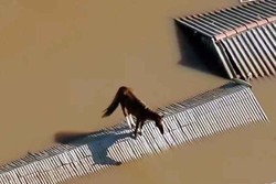 Cmera de helicptero flagra cavalo ilhado em telhado no Rio Grande do Sul (foto: Reproduo)