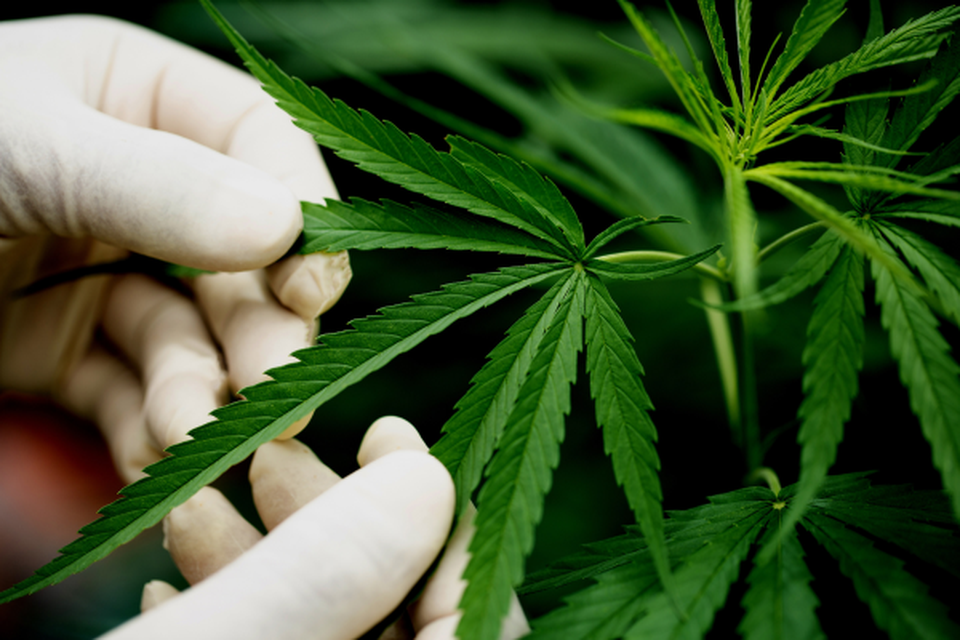 STF finalizou o julgamento que descriminalizou o porte de maconha para uso pessoal (Foto: Jcomp/Freepik )