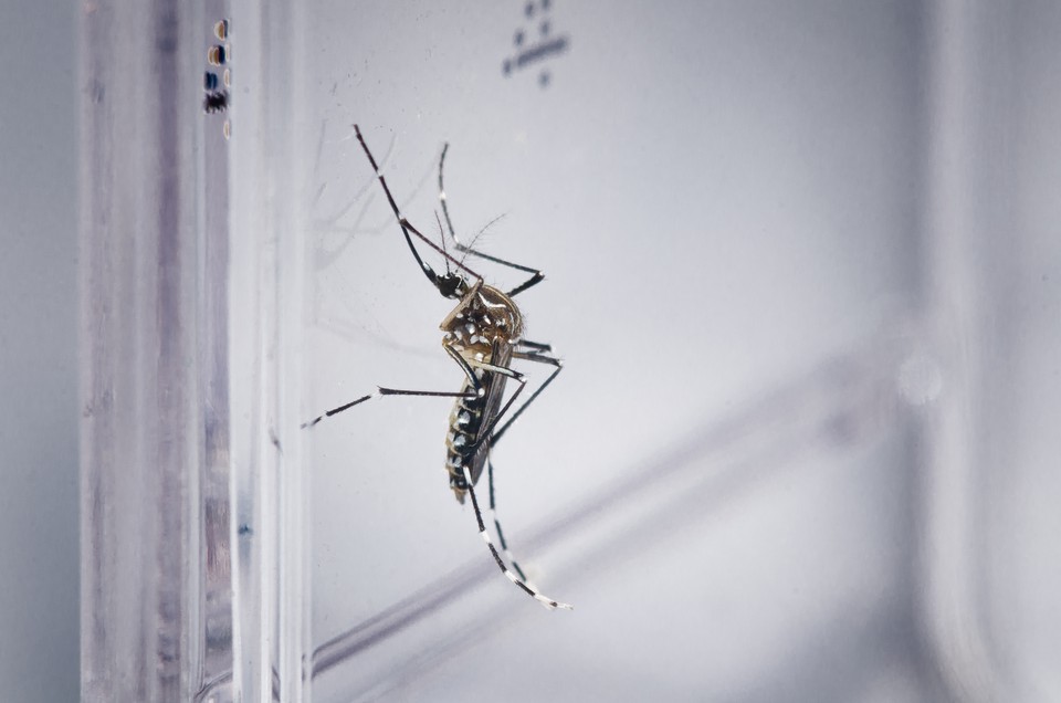 Aedes aegypti é transmissor de dengue, zika e chikungunya  (Fiocruz)