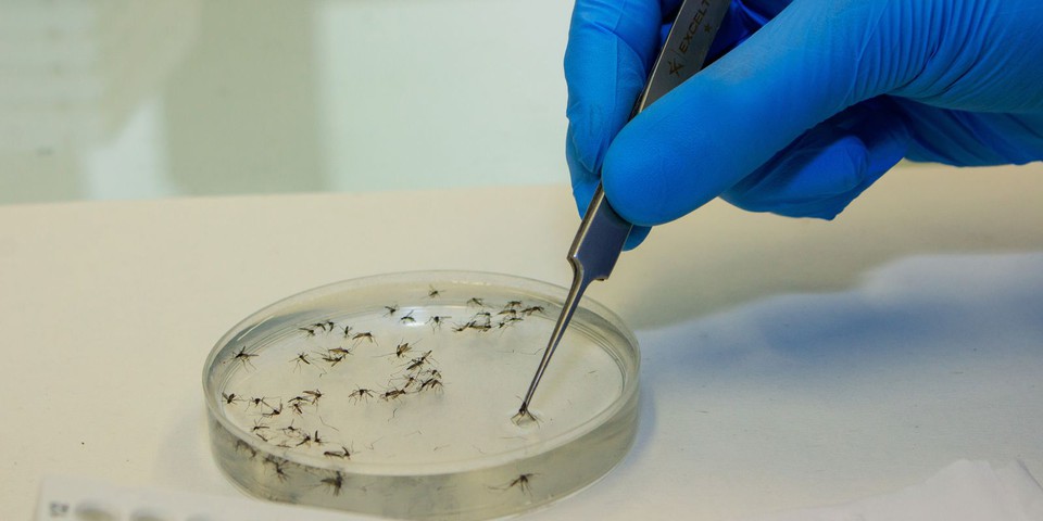 Os testes vo permitir um monitoramento mais intenso e vo detectar de forma precoce a entrada do vrus no estado (Foto: Flvio Carvalho/WMP Brasil/Fiocruz)