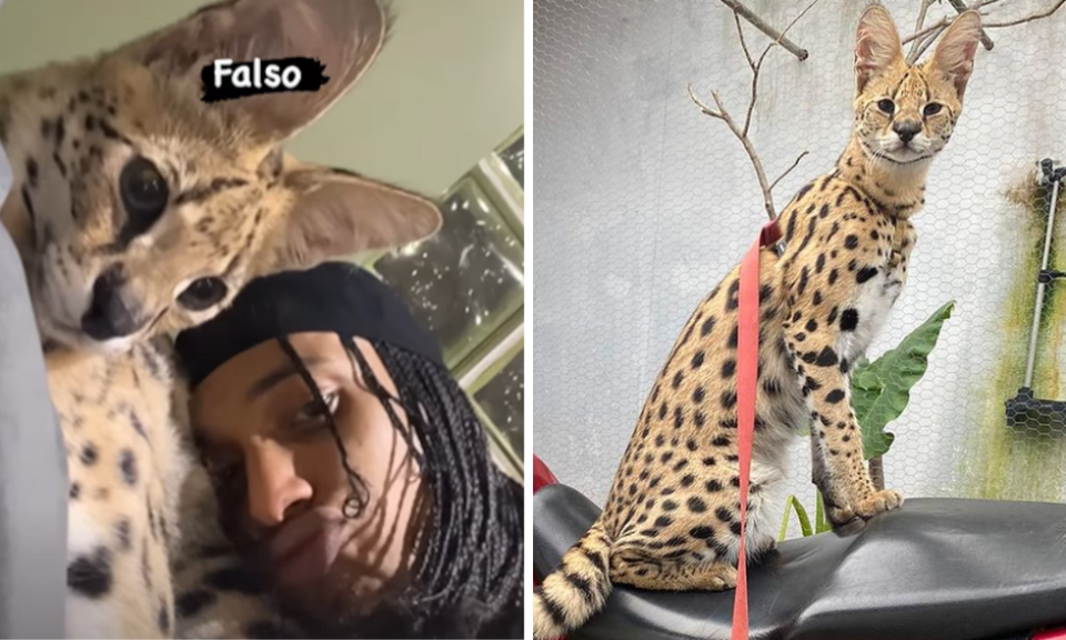 
Gato Savannah F1 pode custar R$ 100 mil (foto: Reproduo / Instagram)