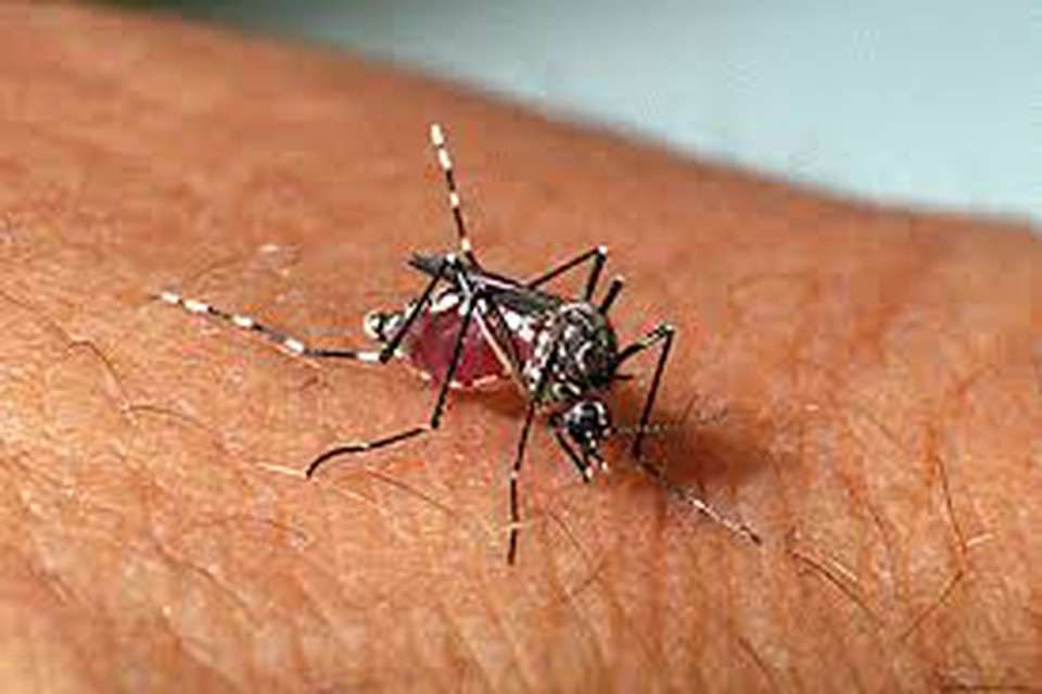 Aedes aegypti transmite arboviroses (Foto: Divulgação)