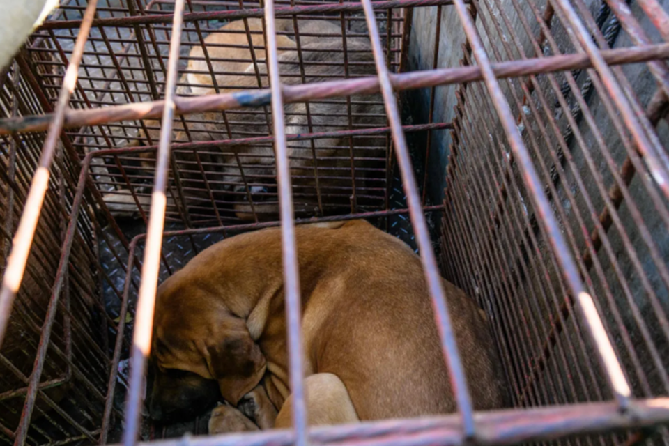Na Coreia do Sul, cães são mantidos em cativeiro para que sejam abatidos e tenham suas carnes comercializadas (Foto: ANTHONY WALLACE / AFP)